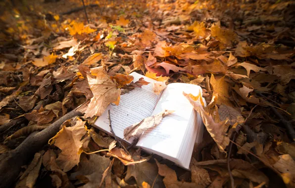 Листья, природа, книга