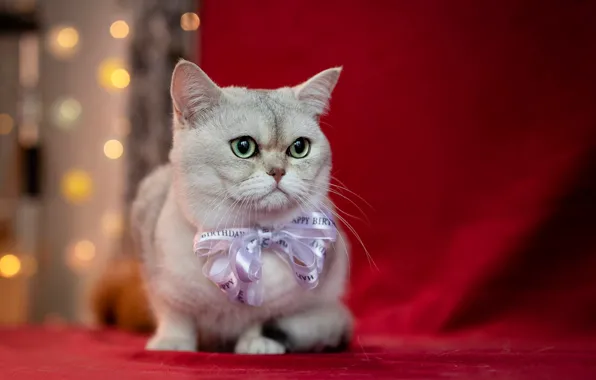 Кошка, белый, кот, взгляд, котенок, портрет, лежит, бант