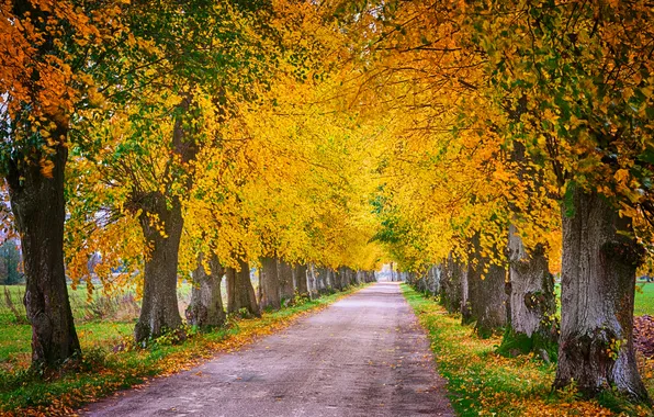 Картинка landscape, nature, line, orange, leaf, lime, october, linden