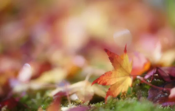 Картинка осень, трава, листья, блики, желтые, опавшие