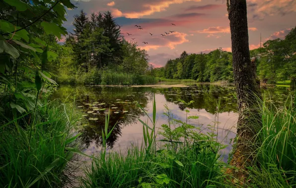 Небо, вода, закат, птицы, природа, озеро