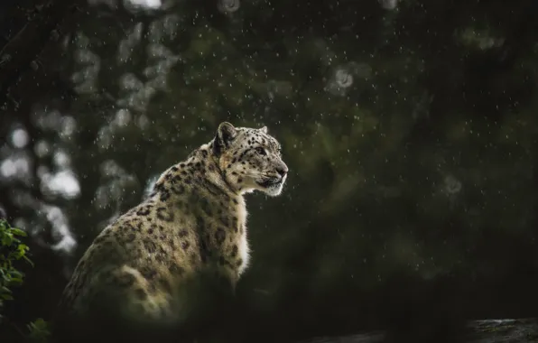 Картинка wallpaper, snow leopard, rain, leopard, animals, background, predator, blur