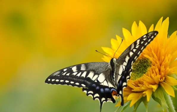Картинка цветок, природа, бабочка, крылья, лепестки, мотылек