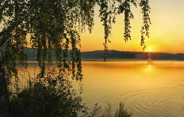 Закат, река, береза
