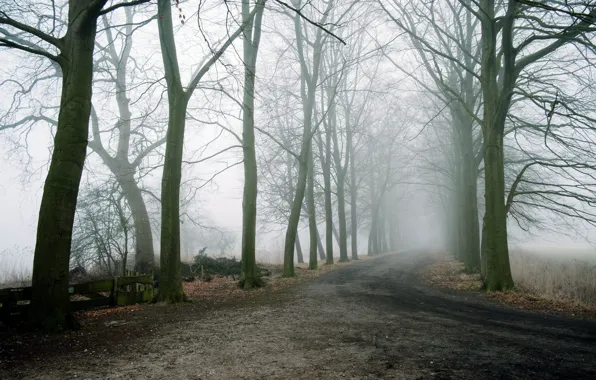 Дорога, деревья, пейзаж, туман