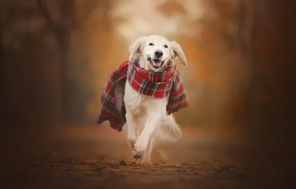 Картинка осень, собака, шарф, прогулка, боке, Голден ретривер, Золотистый ретривер