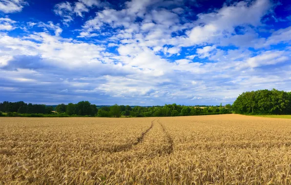 Картинка пшеница, поле, деревья, пейзаж, следы