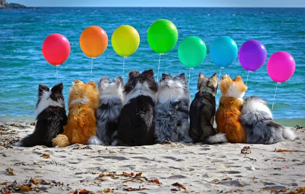 Картинка песок, море, собаки, пляж, настроение, шары, компания, разноцветные