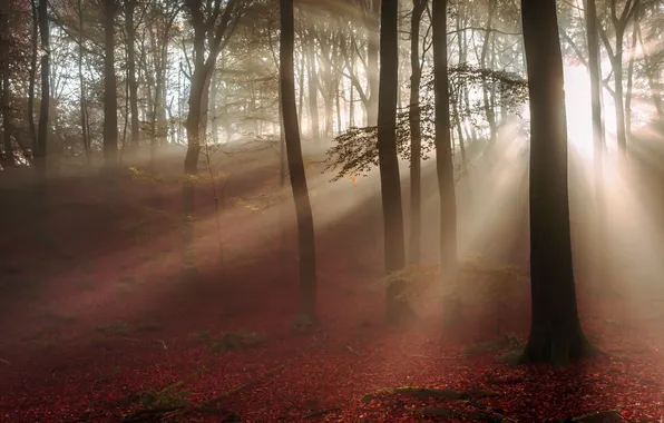Картинка осень, лес, свет, утро