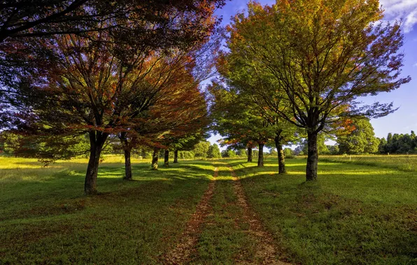 Картинка дорога, осень, деревья, аллея