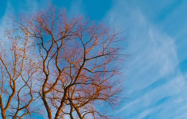 Картинка небо, облака, ветки, дерево