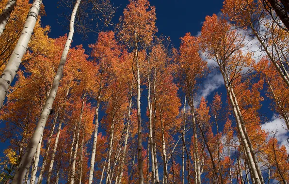 Картинка осень, небо, облака, деревья, ствол