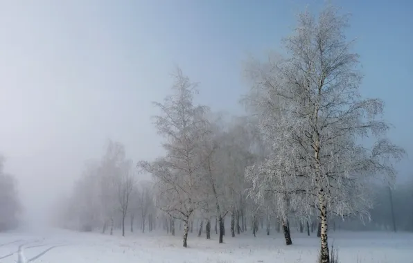 Картинка зима, снег, берёзы