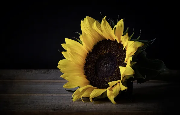 Подсолнух, подсолнечник, Girasol