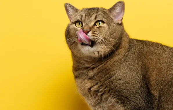 Язык, кошка, кот, взгляд, поза, серый, портрет, мордашка