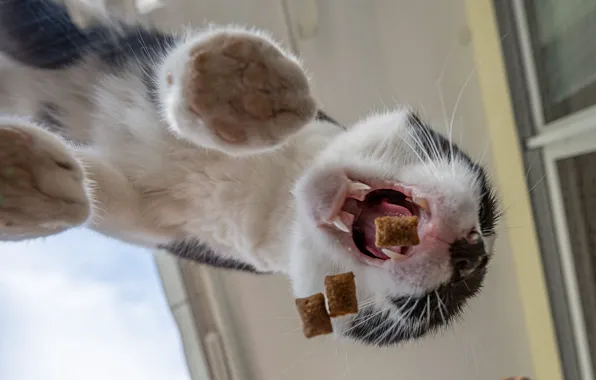 Кошка, кот, стекло, пасть, корм, ракурс, трапеза