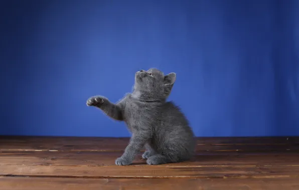 Поза, котёнок, сидит, синий фон, британский
