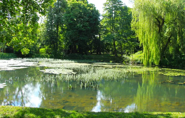 Trees, lake, pond
