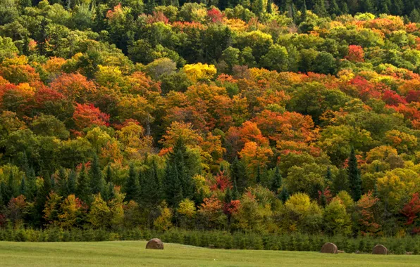 Картинка поле, осень, лес, деревья, природа, сено