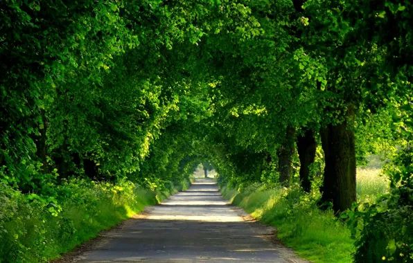 Картинка дорога, лес, деревья, природа, парк, весна, forest, road