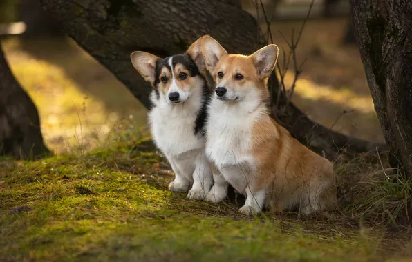 Картинка summer, grass, forest, puppy, nature, dog, background, two