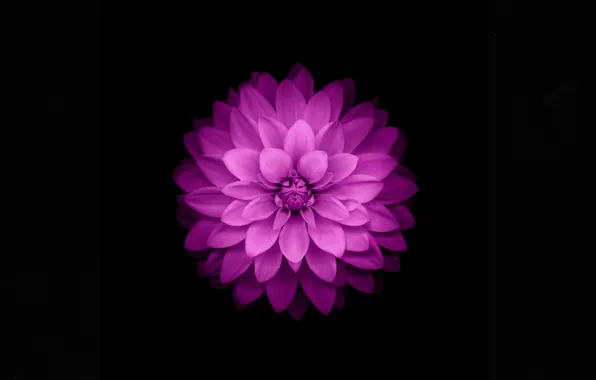 Картинка цветок, Apple, лепестки, феолетовый, фон чёрный, iOS 8