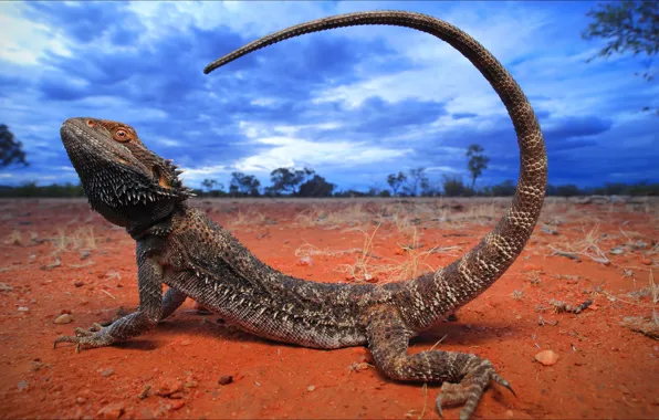 Взгляд, ящерица, Австралия, хвост, trail, Australia, look, lizard