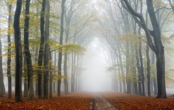 Дорога, осень, деревья, туман