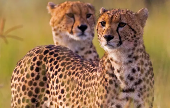 Картинка гепард, Африка, дикая кошка, гепарды