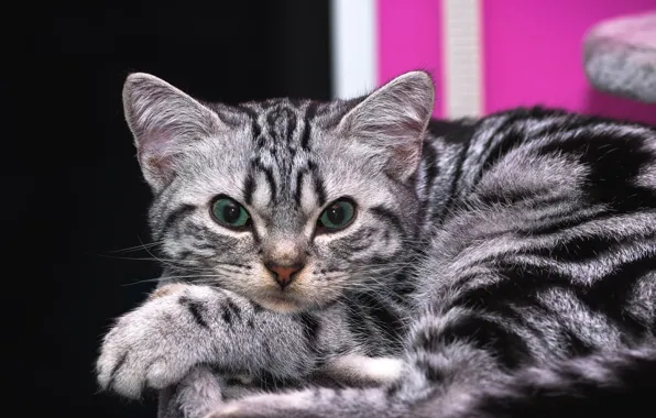 Кошка, кот, взгляд, поза, котенок, фон, портрет, лапы