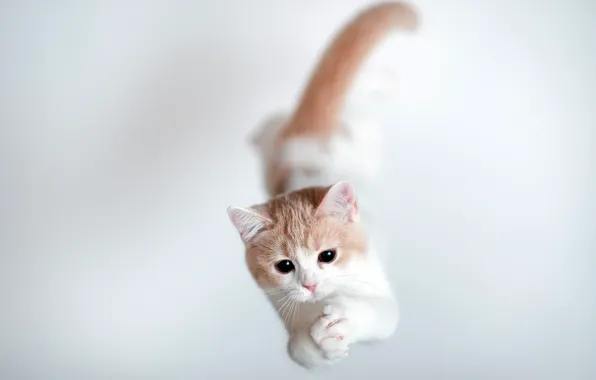 Картинка кошка, прыжок, torode