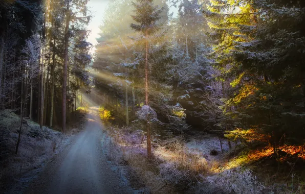 Картинка зима, иней, дорога, лес, солнце, лучи, свет, деревья