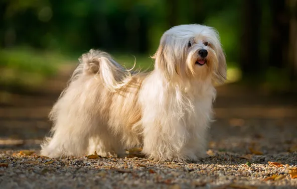 Картинка animals, dog, shaggy, havanese