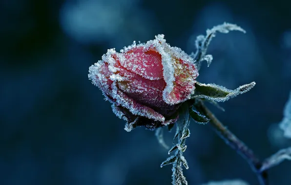 Картинка иней, роза, бутон, littl3fairy, so cold