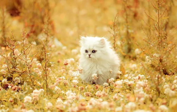 Кошка, взгляд, поза, котенок, мордашка
