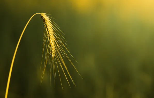 Картинка пшеница, поле, макро, фон, widescreen, обои, рожь, размытие