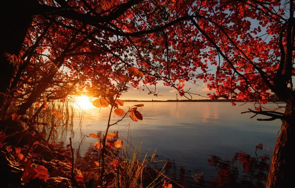 Картинка осень, солнце, деревья, река, восход, листва