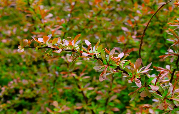 Spring, leaf, twig