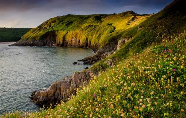 Картинка море, цветы, камни, скалы, берег, Великобритания, Three Cliffs Bay, Gower Peninsula