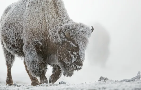 Winter, snow, fog, frost, Buffalo, Yellowstone national Park