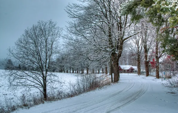 Зима, дорога, снег, деревья, природа, фото