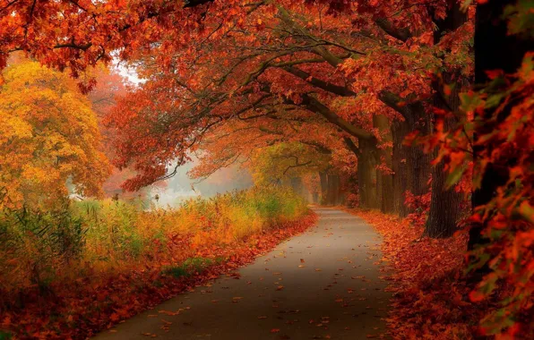 Forest, road, trees, nature, autumn, leaves, woods, autumn colors