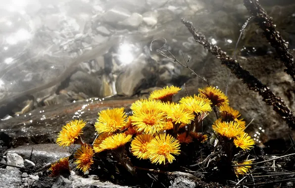 Цветы, природа, фон