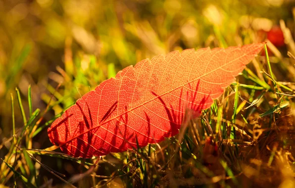 Картинка осень, трава, лист