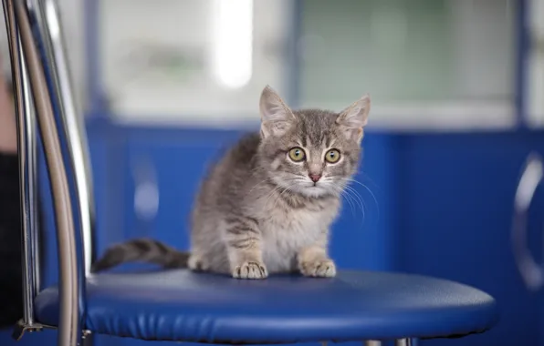 Кошка, взгляд, синий, котенок, серый, малыш, мордочка, стул