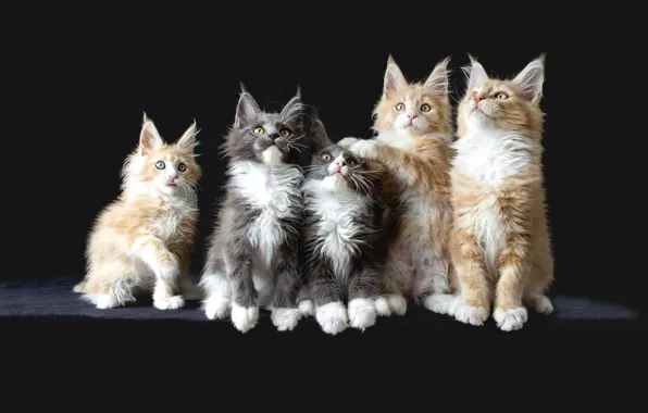 Кошки, котята, компания