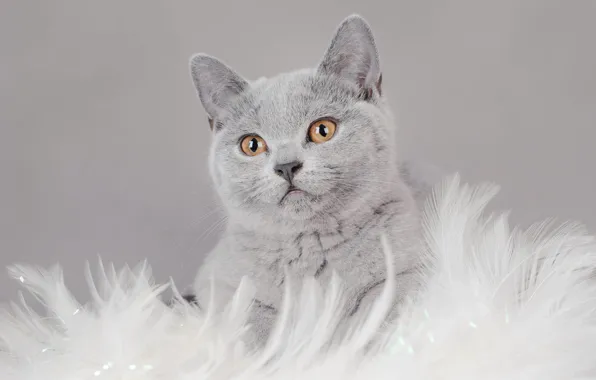 Кошка, кот, взгляд, котенок, серый, фон, мех, мордашка