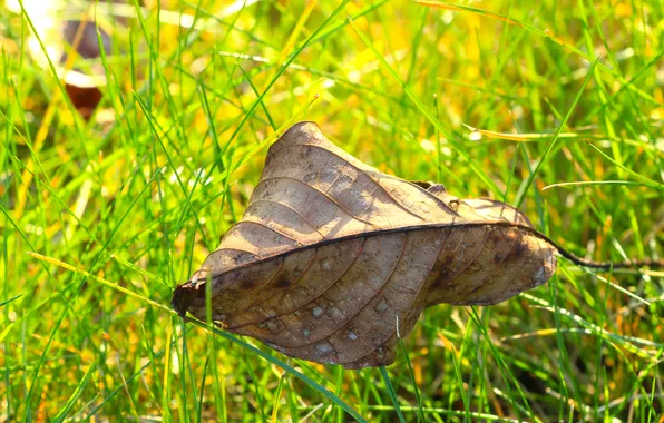 Grass, autumn, leaf, fall