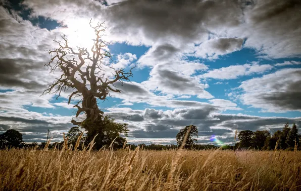 Картинка поле, небо, облака, дерево, cromwell tree