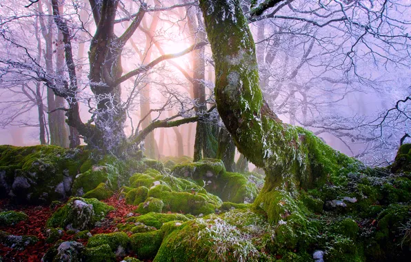 Картинка иней, лес, деревья, ветки, природа, туман, камни, листва